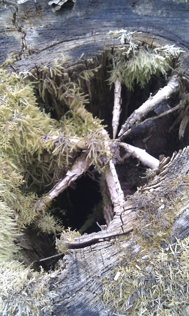 På en promenad i skogen hittade vi en stubbe som såg ut så här. Aldrig sett förr. KAnske beror på för få skogspromenader, kanske på att det är sällsynt. Fan vet.