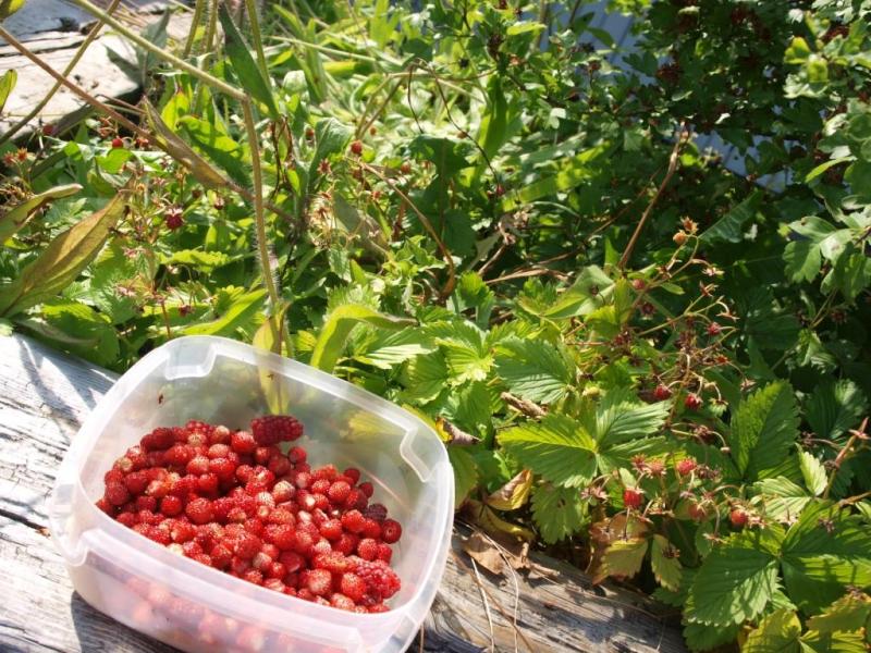 Typ rätt mycket smultron.